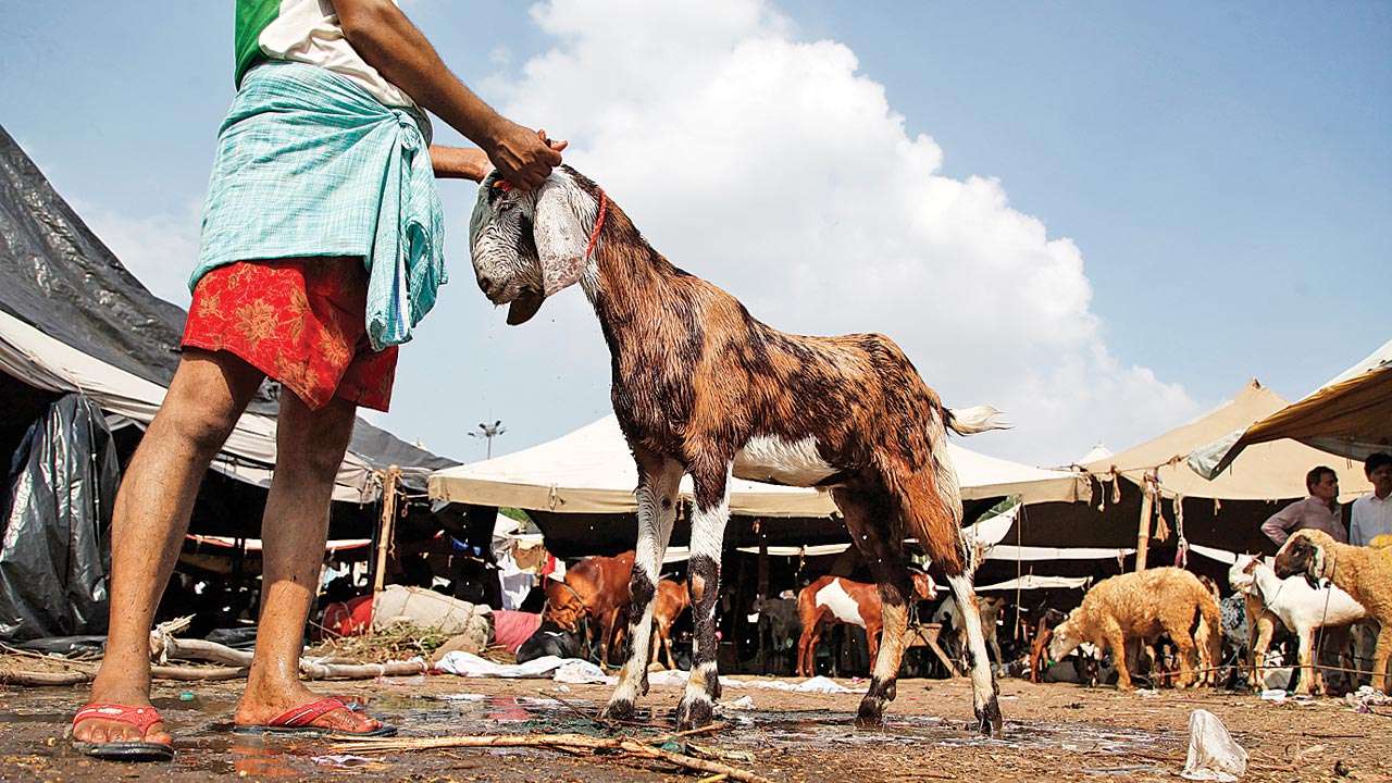 Lahore High Court Bar Association wants Ahmadis barred from sacrificing animals