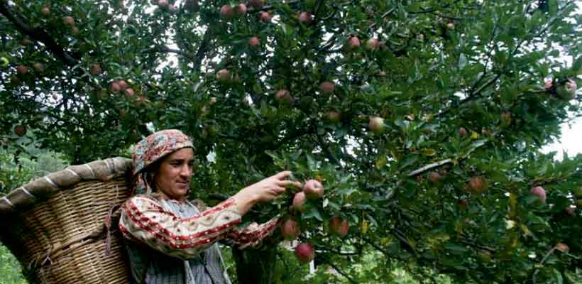 J&K: Horticulture continues to be torch-bearer of Kashmir’s economy