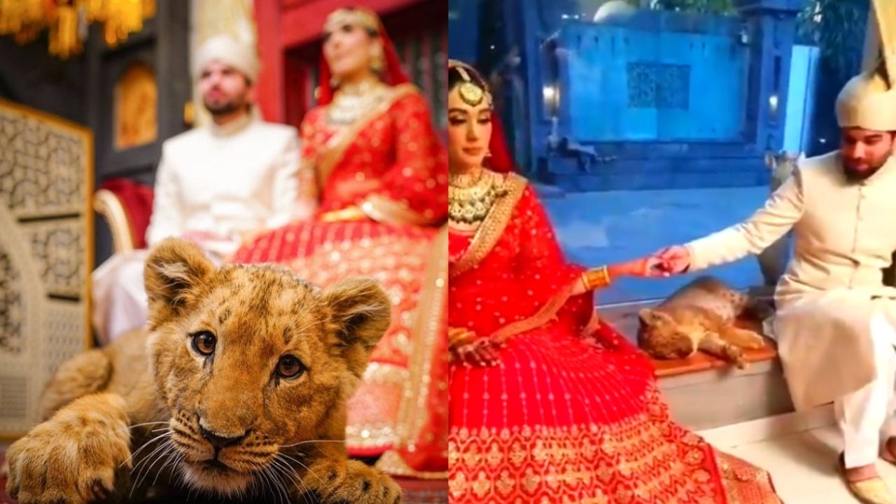 Animal rights activists slam Pakistan over use of sedated lion cub in bridal photoshoot