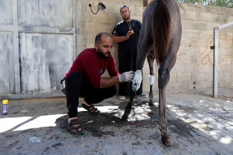 As Gaza truce holds, Palestinians treat wounded animals