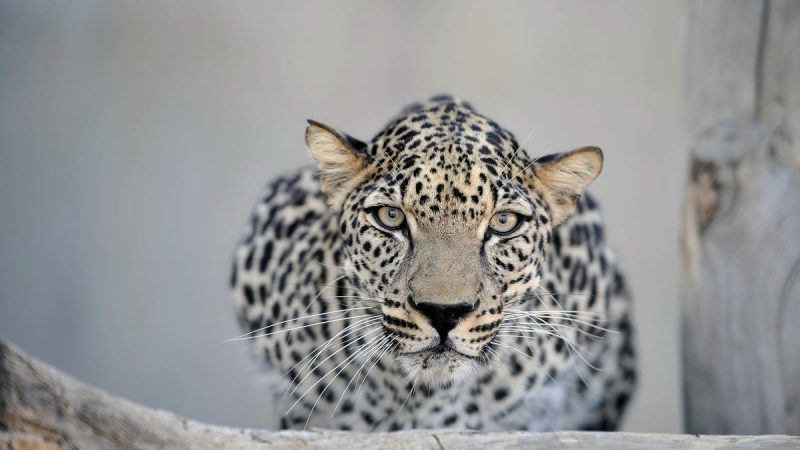Born to be wild: A daring vision of the Arabian leopard’s future