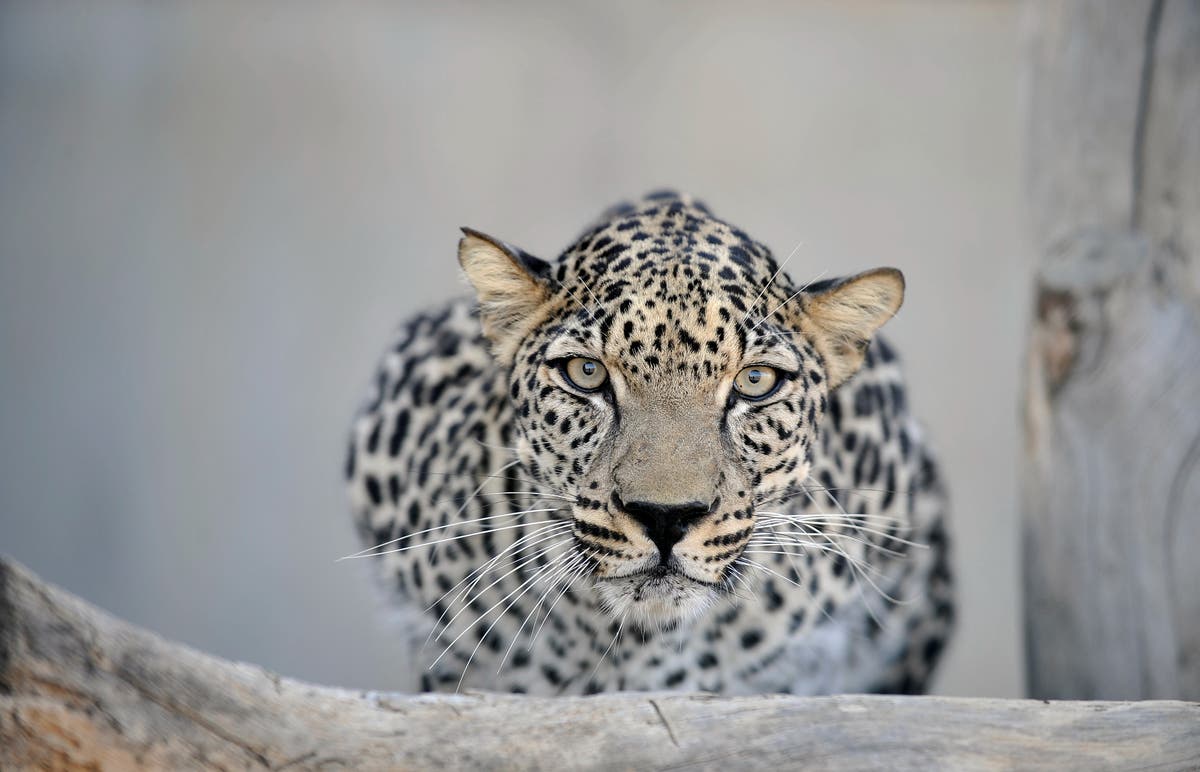 Born to be wild: A daring vision of the Arabian leopard’s future