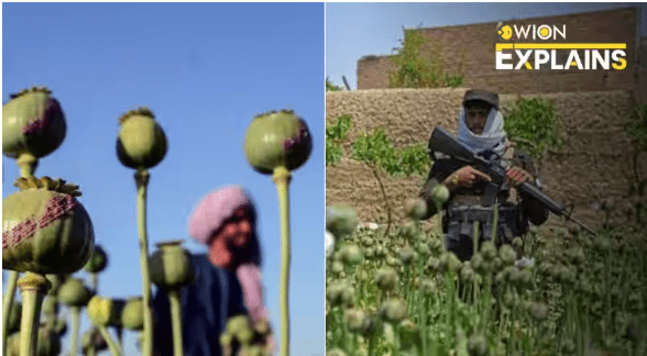The Taliban’s strategy for stopping opium commerce and cultivation. What’s coming up?