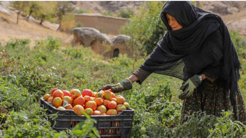 Afghanistan’s socioeconomic crisis deepens amid crackdown on women’s rights