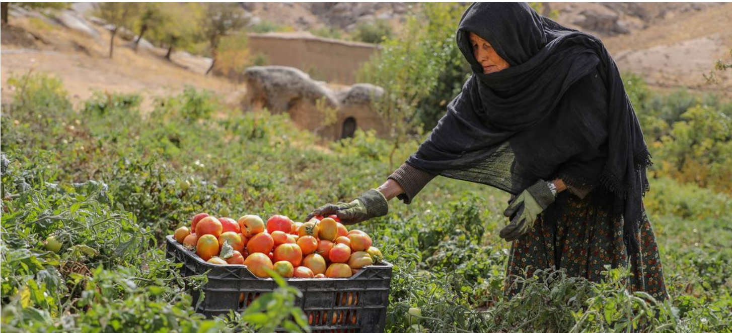 Afghanistan’s socioeconomic crisis deepens amid crackdown on women’s rights