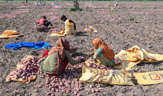 Punjab scientists develop potato variety capable of withstanding smog conditions